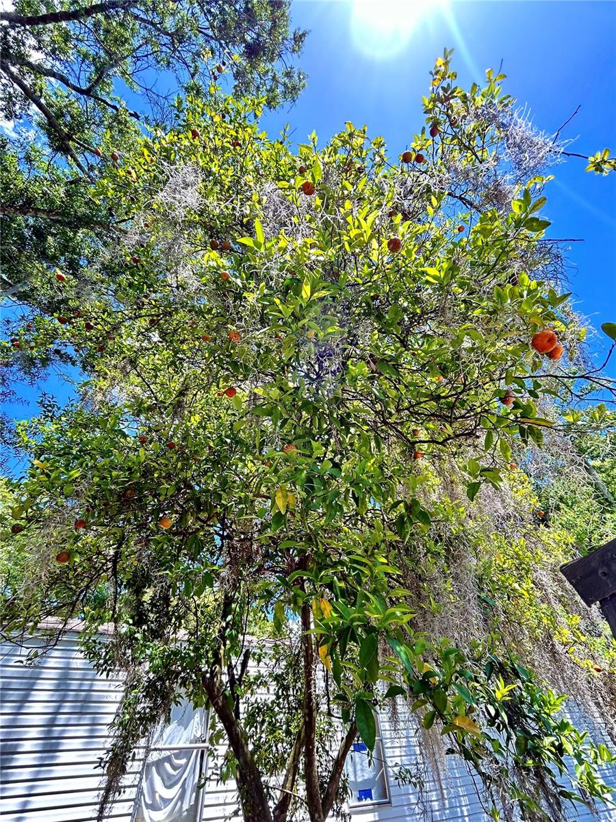 Image 24 of 29 For 111 Ashville Street Lot 19