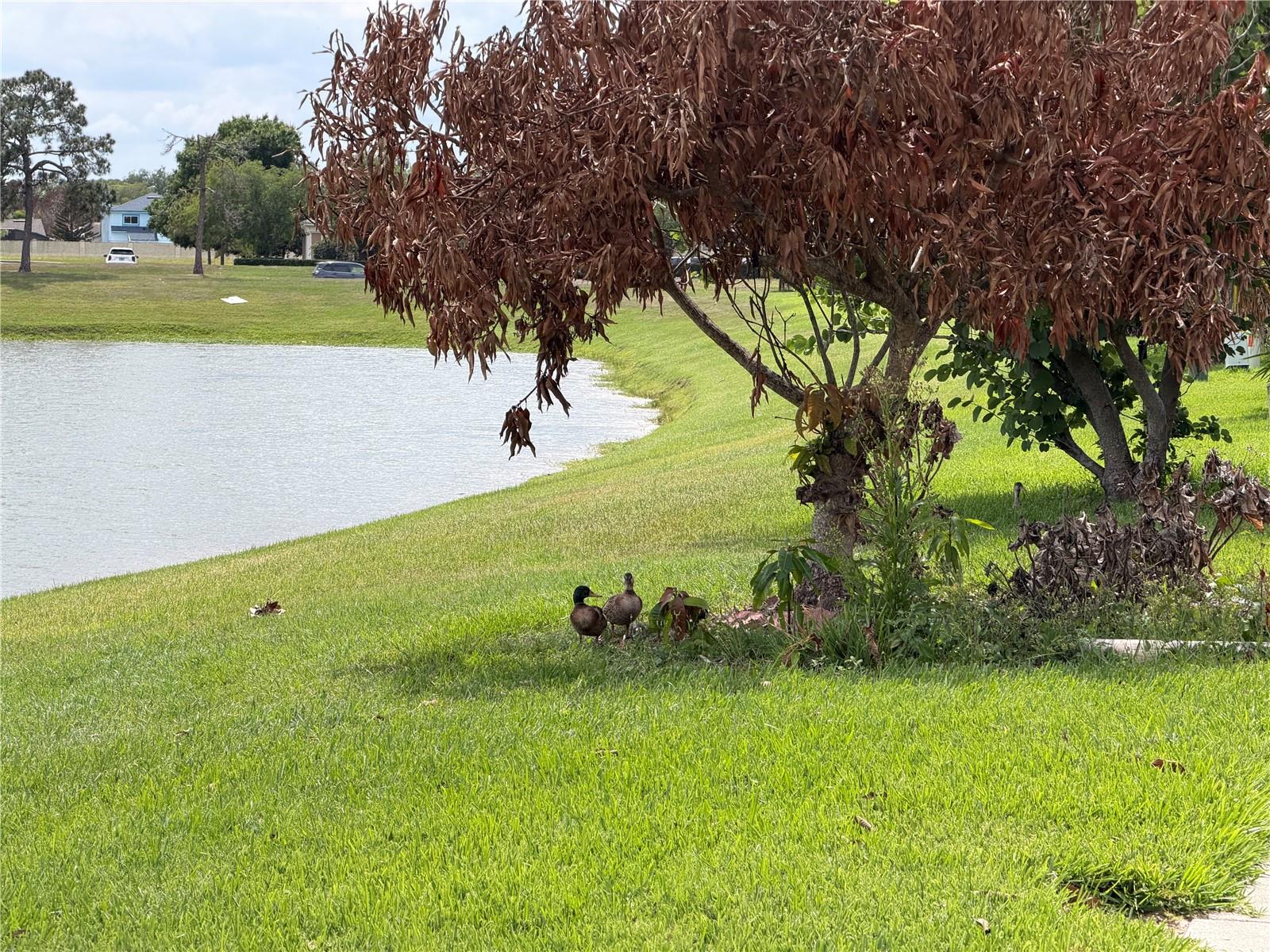 Image 21 of 41 For 50 Lakepointe Circle