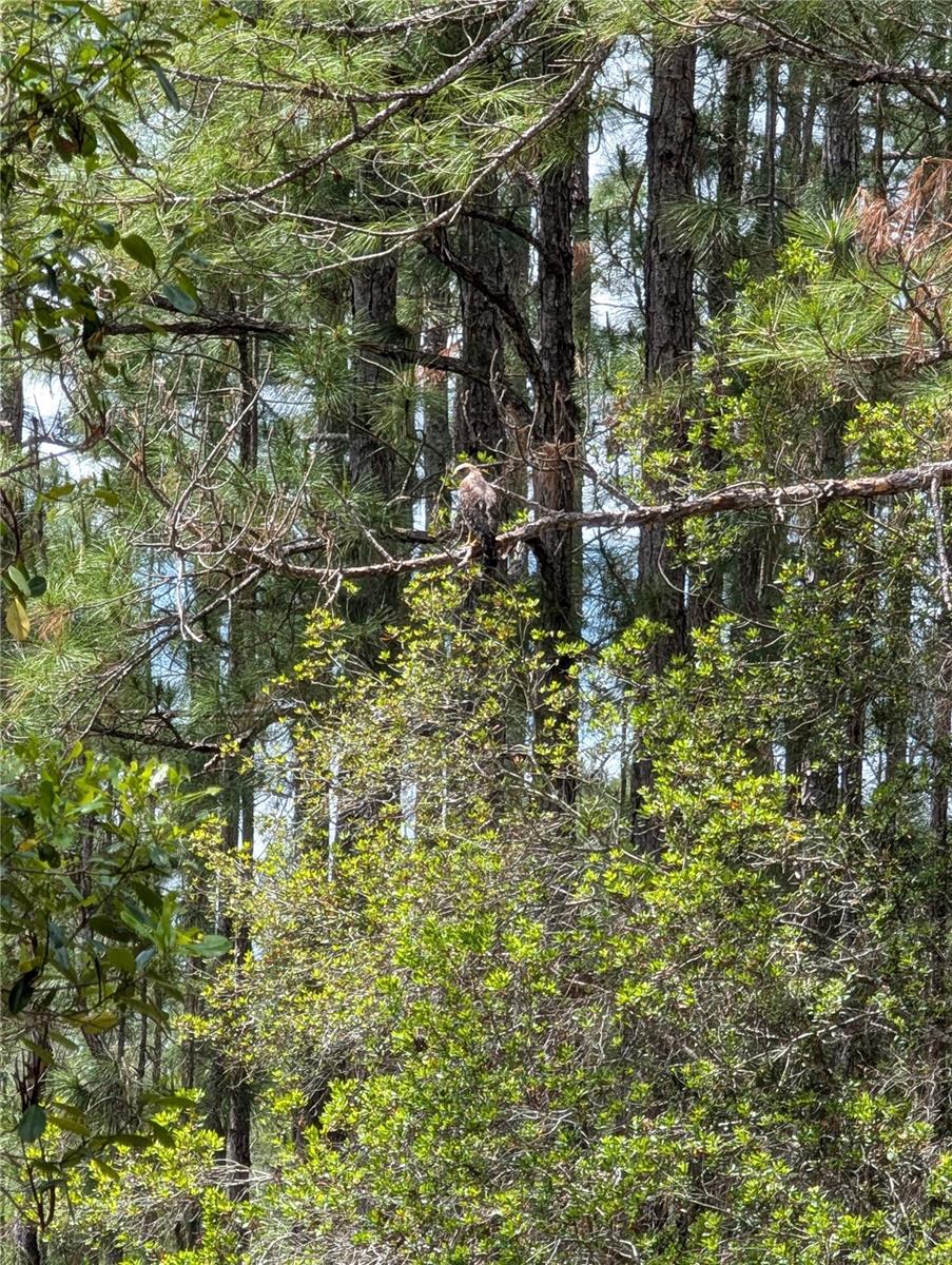 Image 11 of 29 For 38521 Ilex Trail