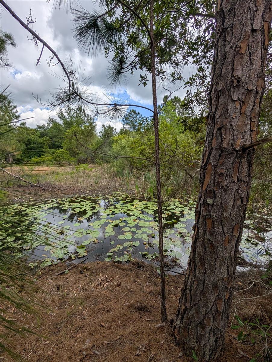 Image 15 of 29 For 38521 Ilex Trail