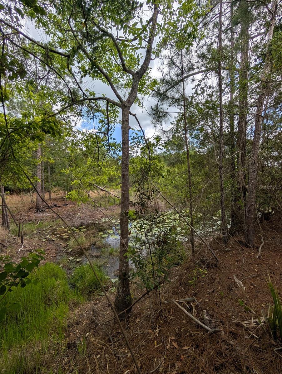 Image 16 of 29 For 38521 Ilex Trail