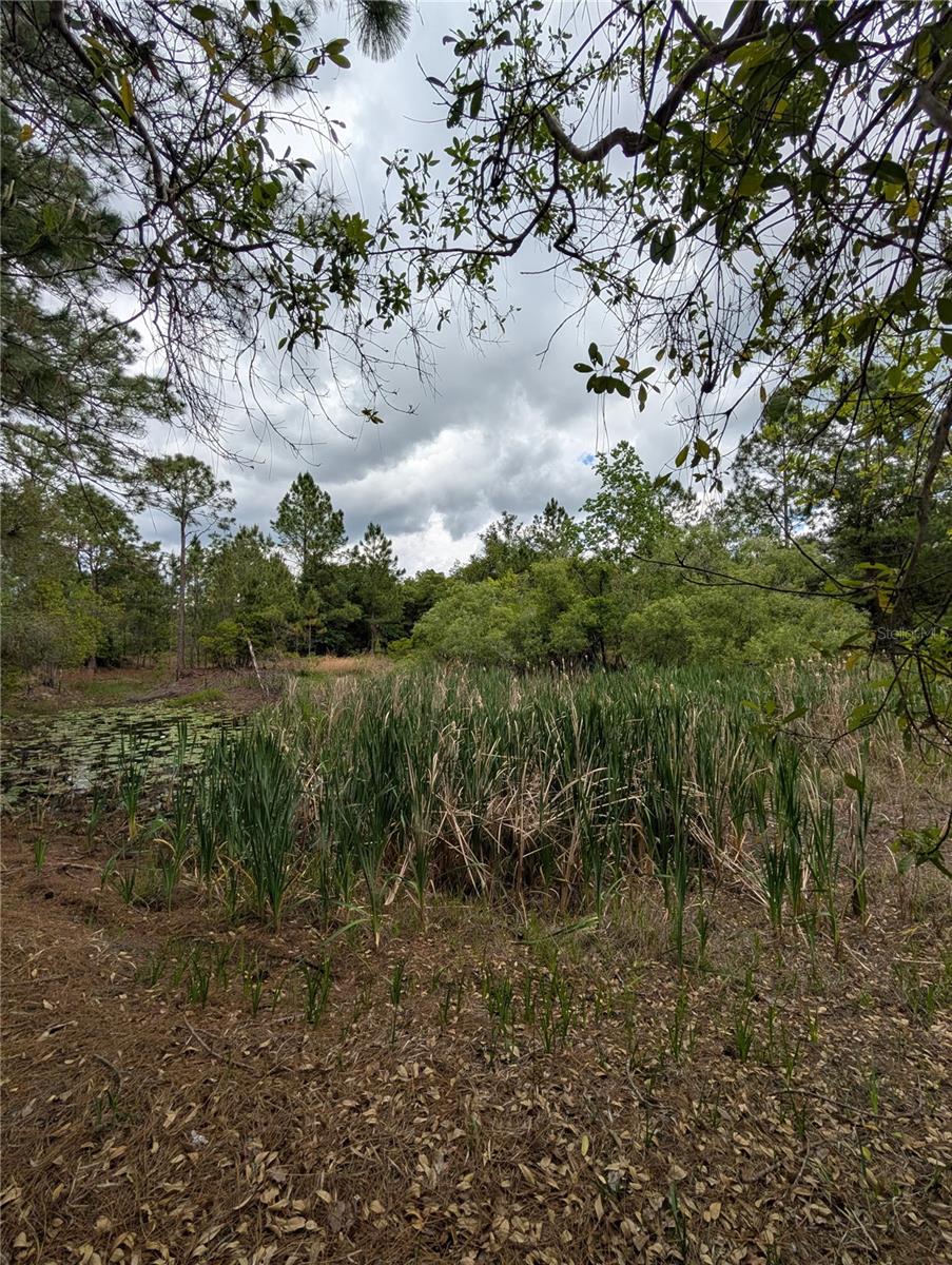 Image 17 of 29 For 38521 Ilex Trail