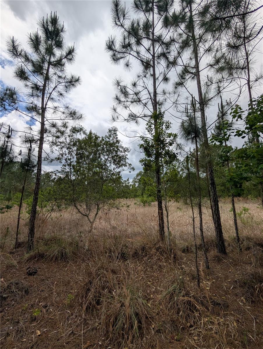 Image 2 of 29 For 38521 Ilex Trail