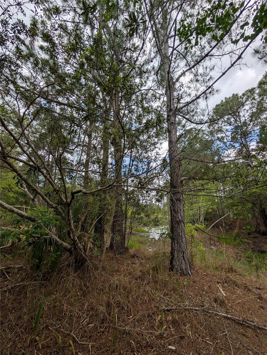 Image 5 of 29 For 38521 Ilex Trail