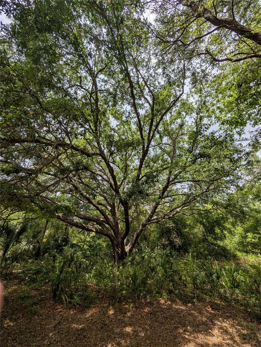 Image 9 of 29 For 38521 Ilex Trail