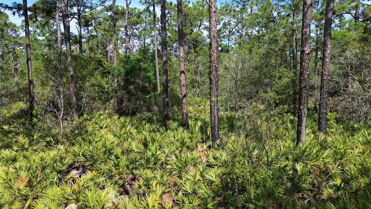 Image 2 of 9 For Apopka Vineland Road