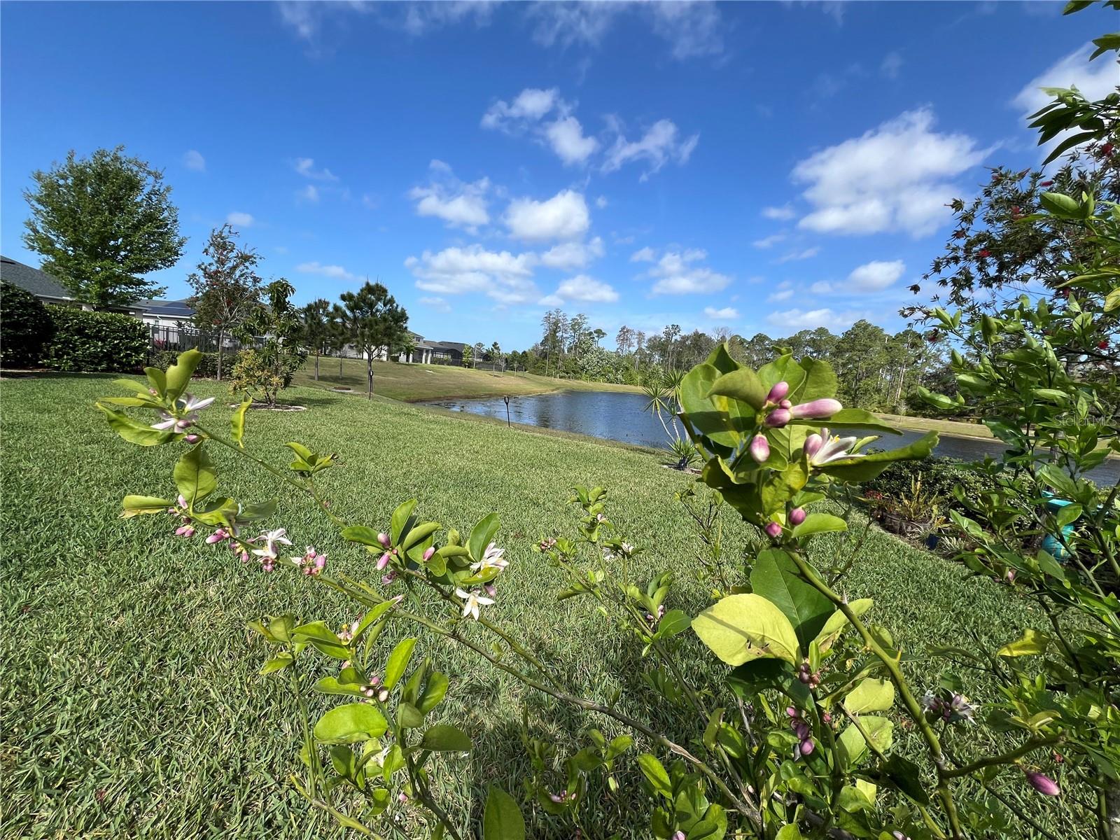 Image 95 of 95 For 17988 Passionflower Circle