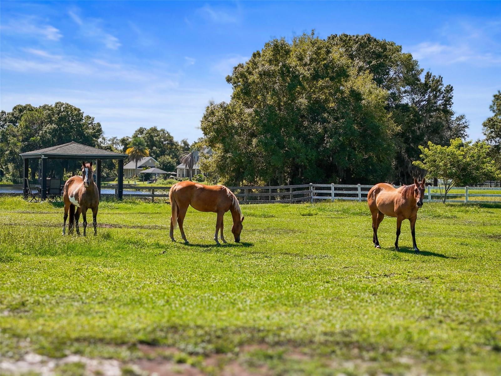 Image 80 of 100 For 11430 Trotting Down Drive