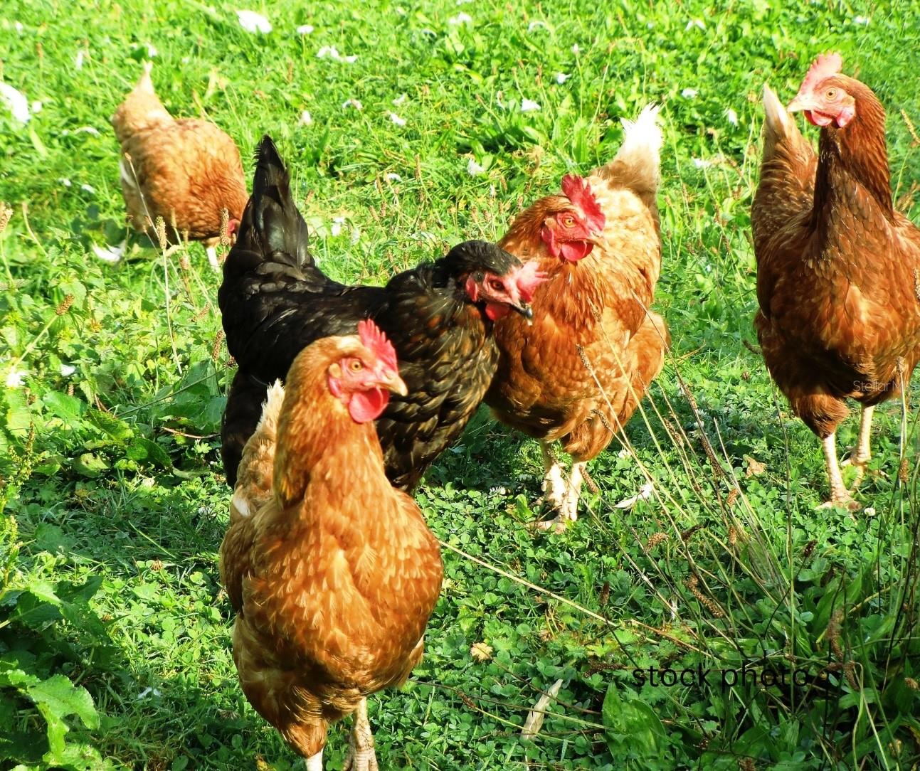 Image 23 of 23 For 0 Shooting Star Court