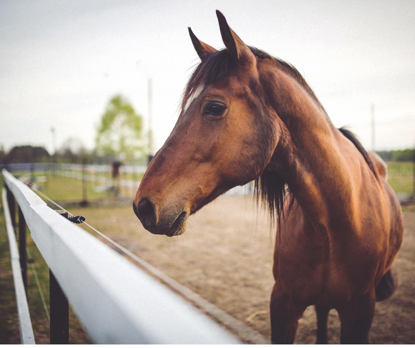 Image 21 of 23 For 00 Shooting Star Court