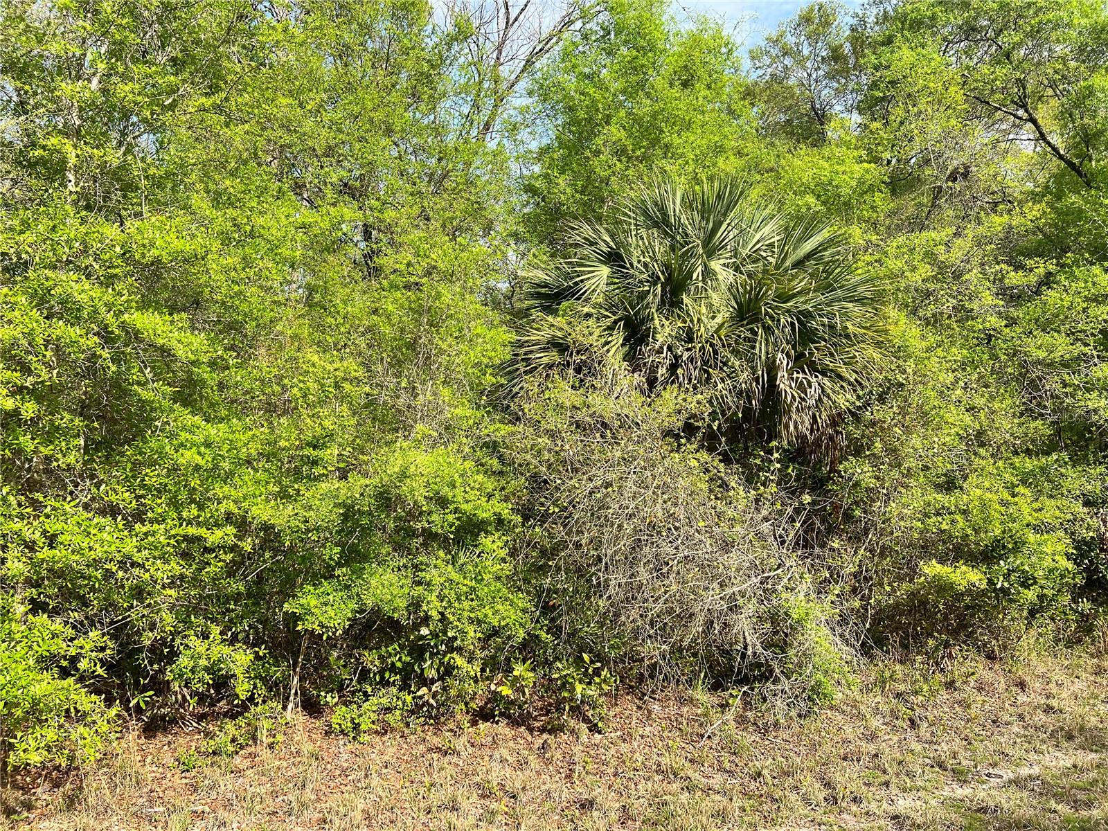 Details for 74th Court 112, CHIEFLAND, FL 32626