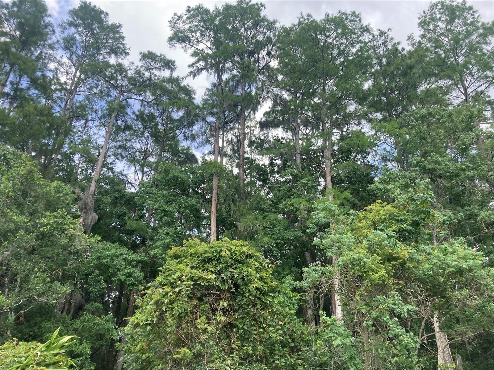 Listing photo id 5 for 2850 Westmoreland Court
