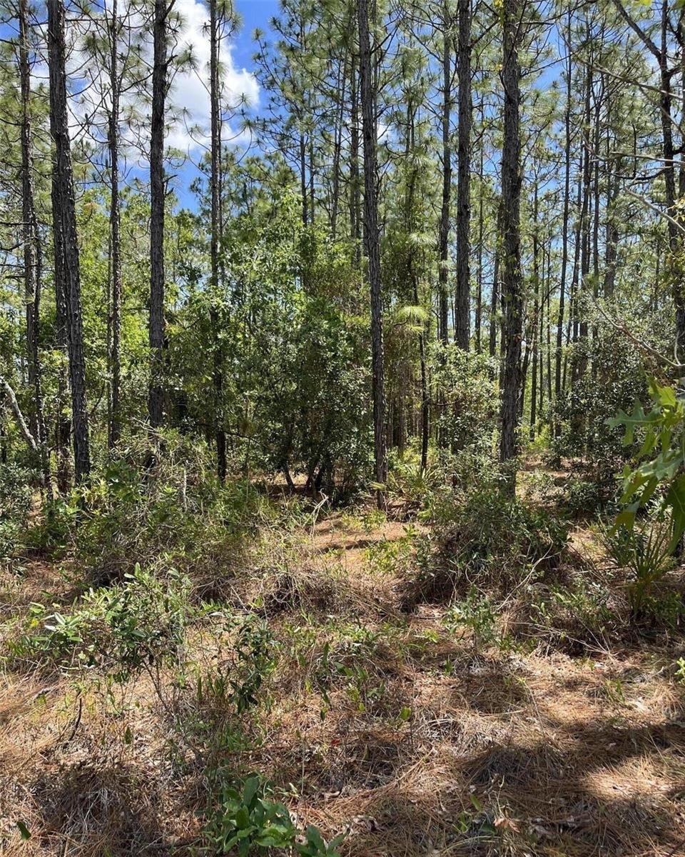 Listing photo id 0 for 0 Celeste {lot6} Avenue
