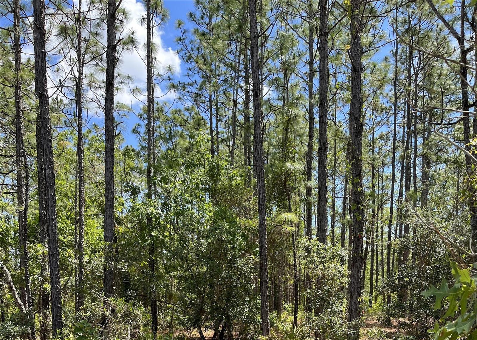 Listing photo id 1 for 0 Celeste {lot6} Avenue