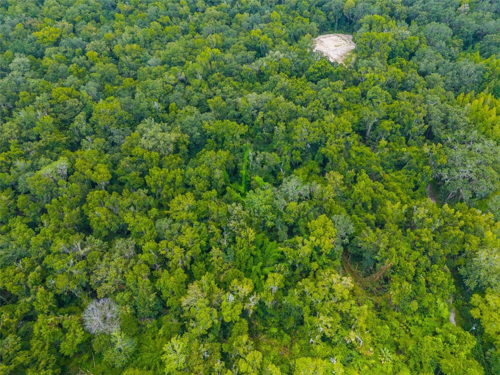 Image 10 of 11 For Rain Forest Road