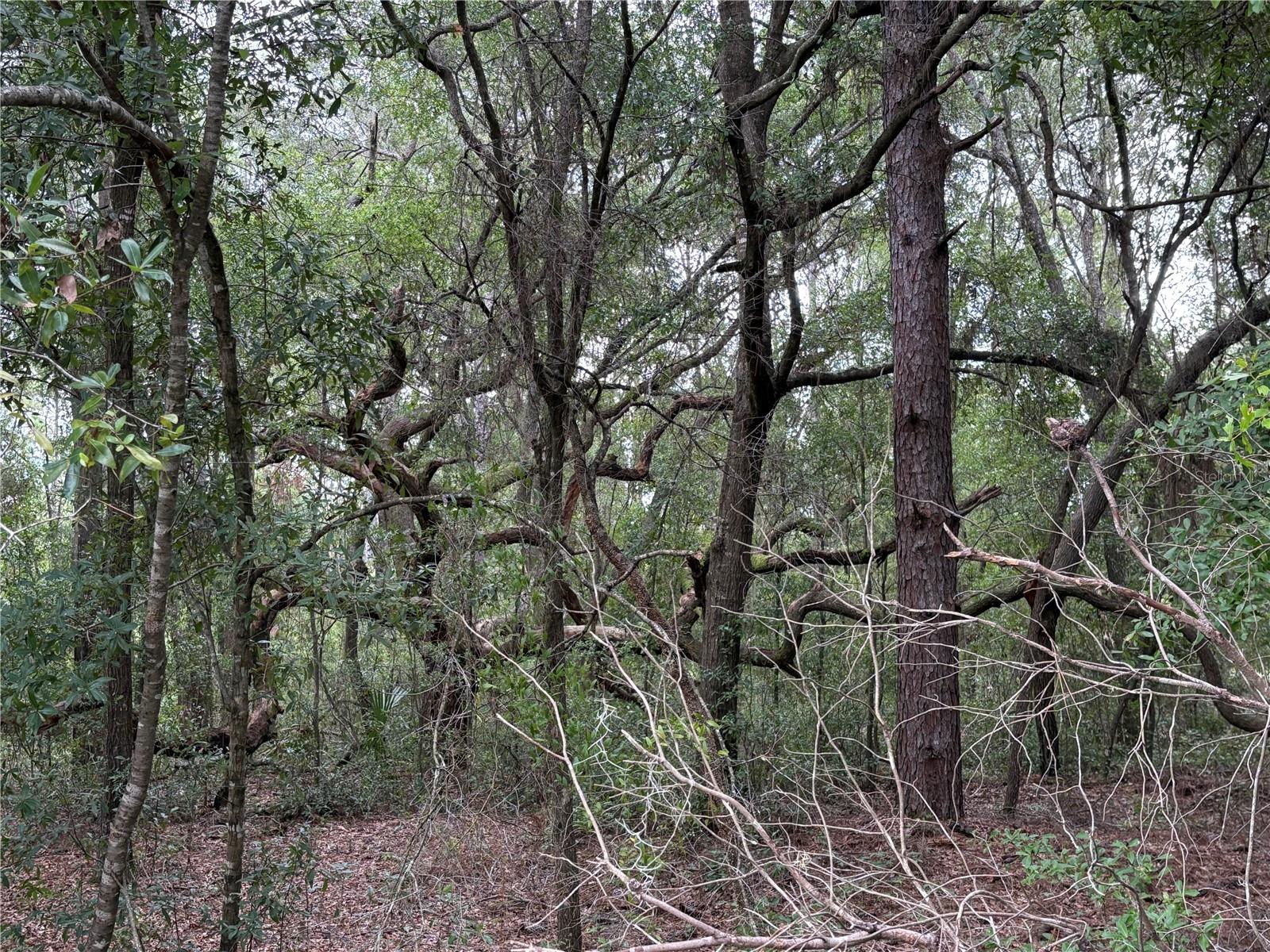 Image 4 of 4 For 8646 Discalfani Loop
