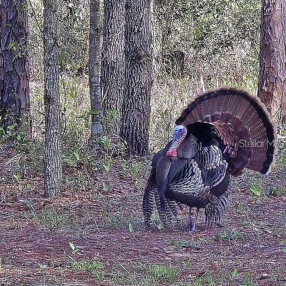 Image 7 of 56 For 10261 Woodland Waters Boulevard