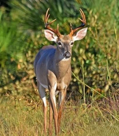 Image 12 of 14 For Shoal Line Boulevard