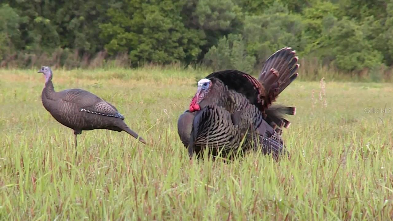 Image 14 of 14 For Shoal Line Boulevard