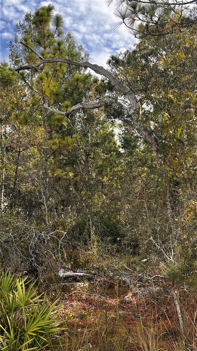 Image 6 of 12 For 11290 Lapwing Road