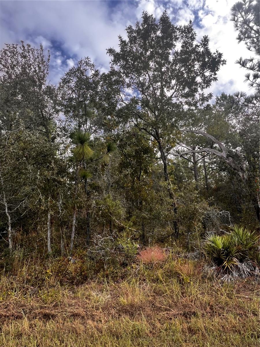 Image 9 of 12 For 11290 Lapwing Road