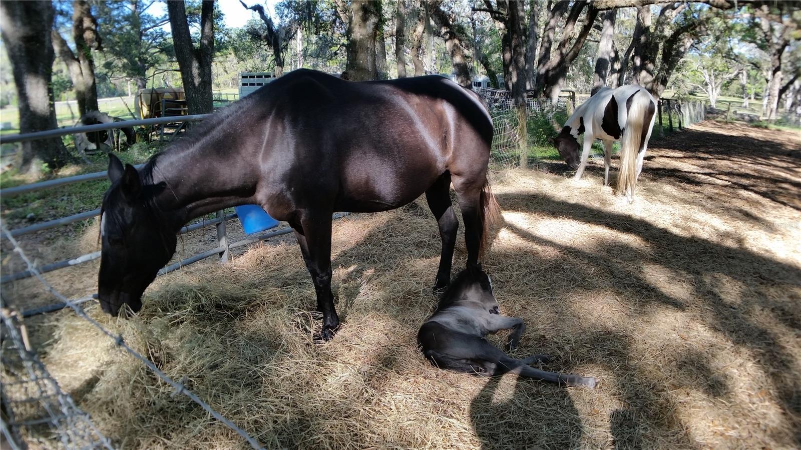 Image 15 of 18 For 18635 Phillips Road