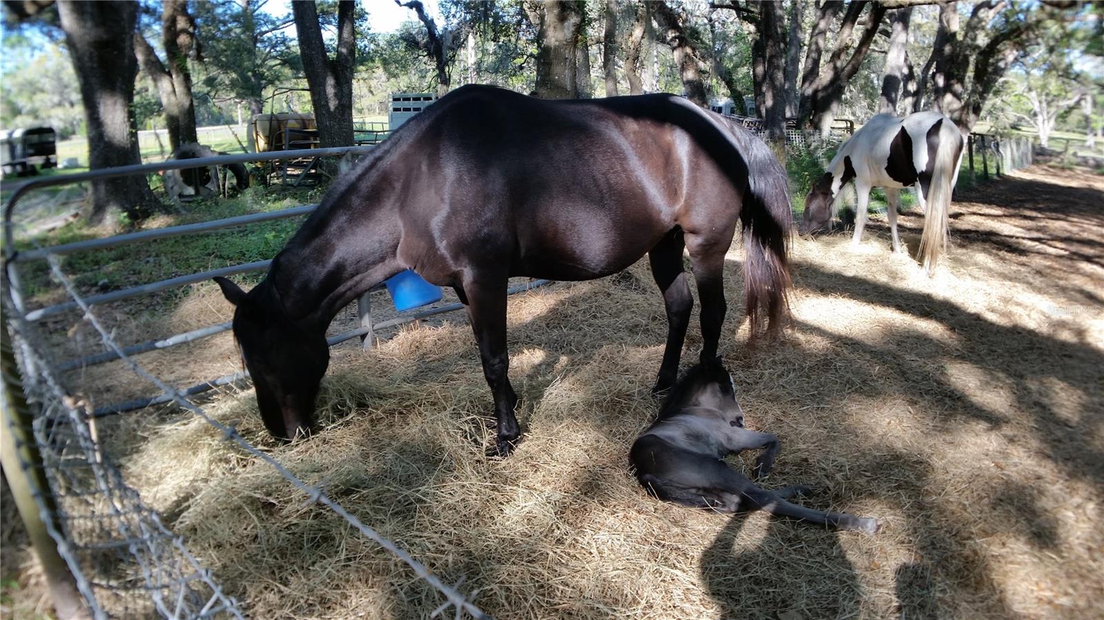 Image 16 of 18 For 18635 Phillips Road