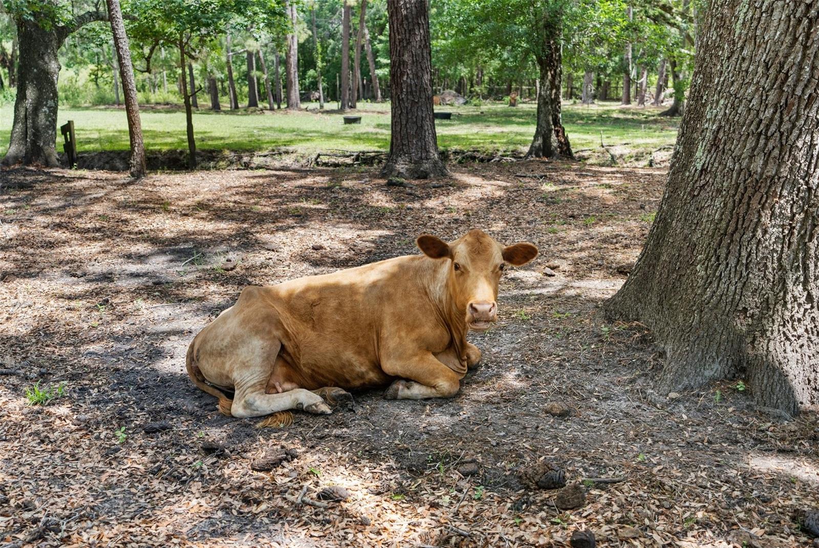 Listing photo id 84 for 1325 Culbreath Road