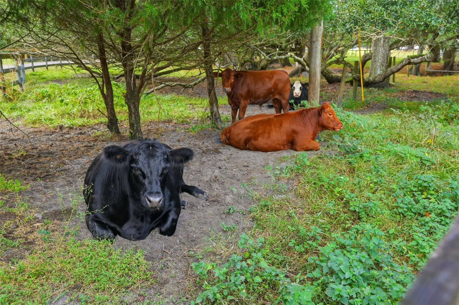 Listing photo id 94 for 1325 Culbreath Road