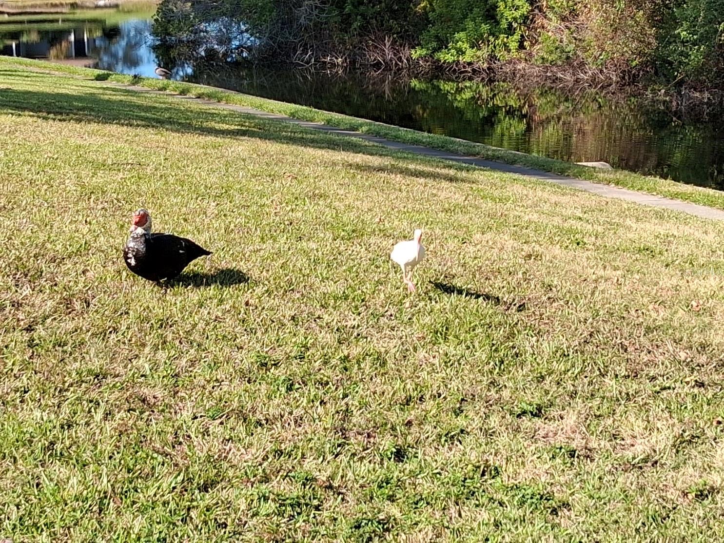 Image 23 of 26 For 7737 Eureka Drive 203