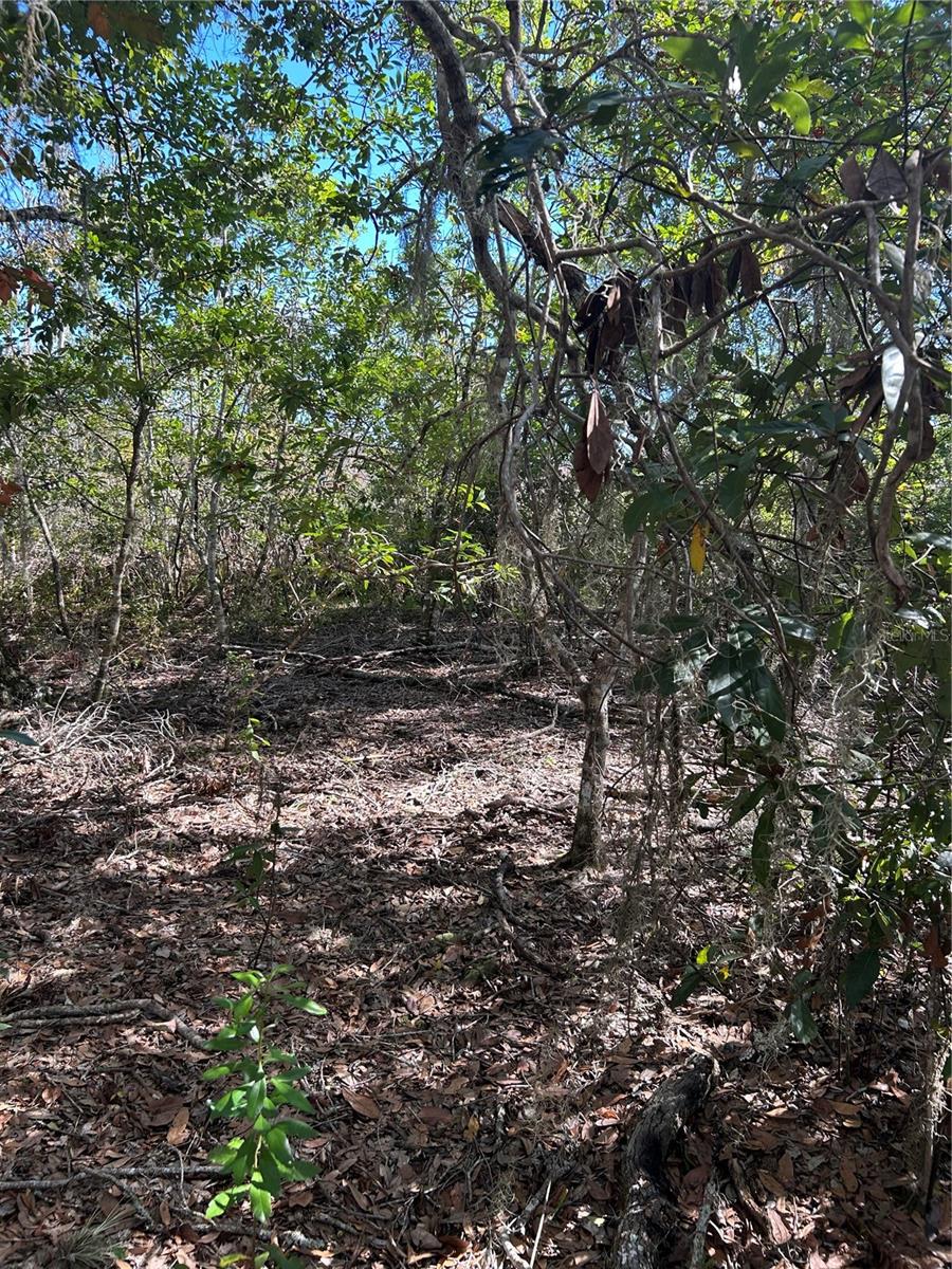 Image 6 of 8 For 7740 Smoke Trail