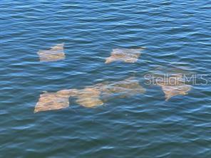 Image 35 of 40 For 14217 Hendry Court