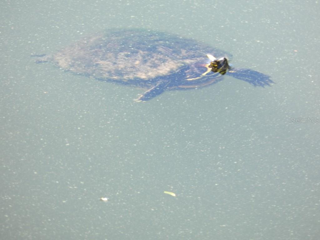 Image 38 of 45 For 1960 Union Street 41