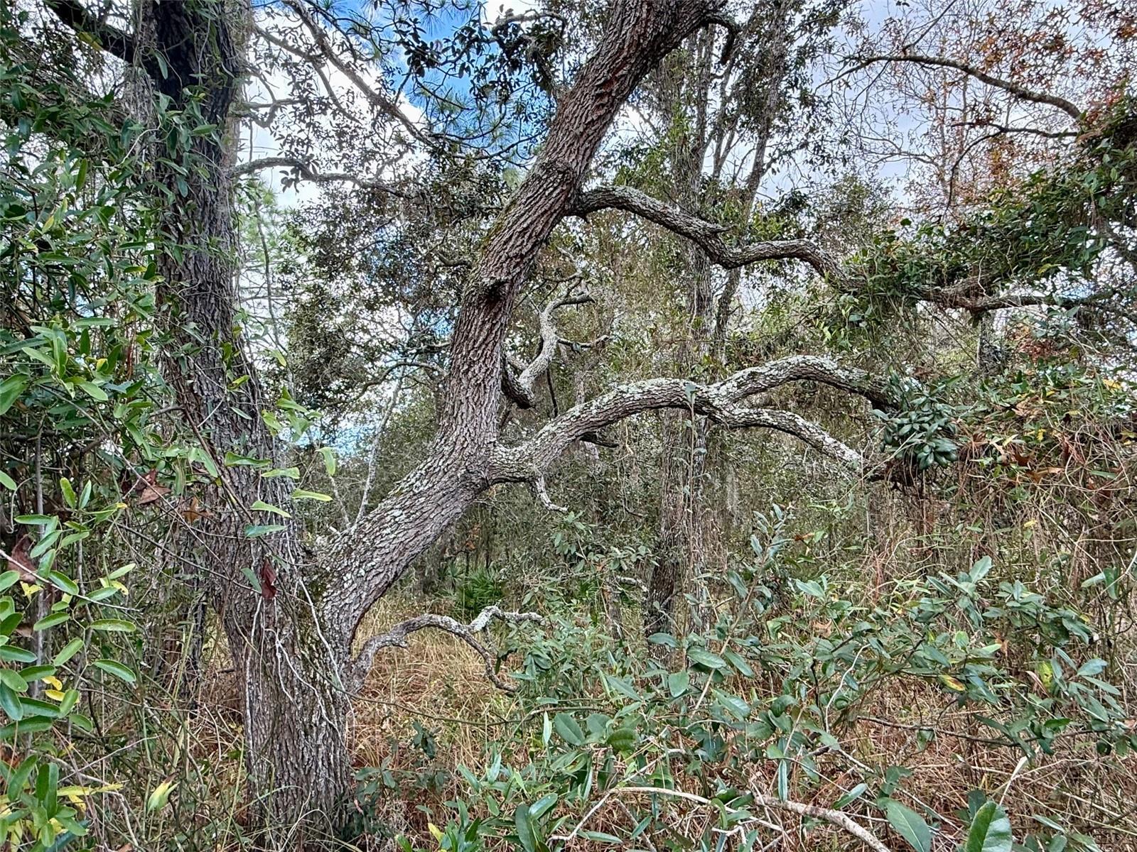 Image 7 of 8 For 0 Centralia Road