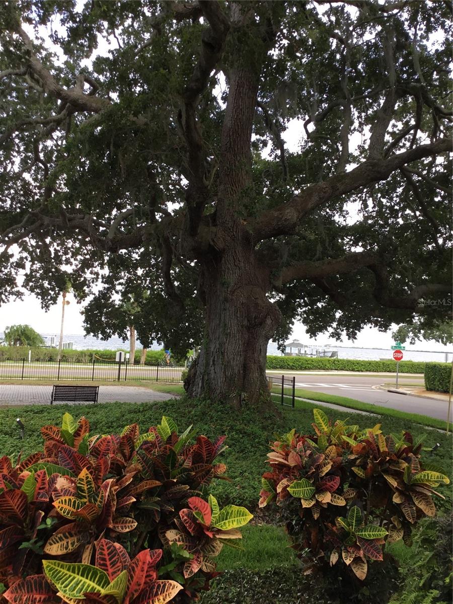 Image 20 of 39 For 413 Bayshore Boulevard B2