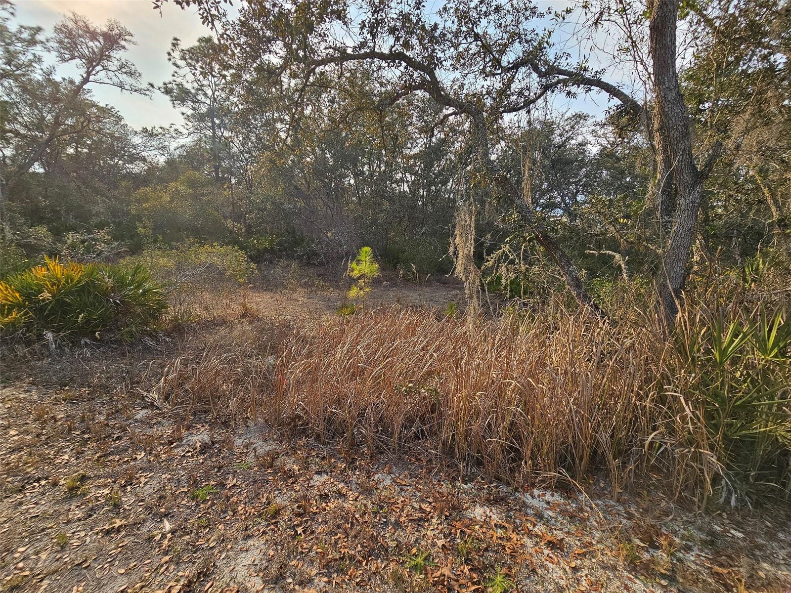 Image 11 of 16 For 34310 Manuel Street