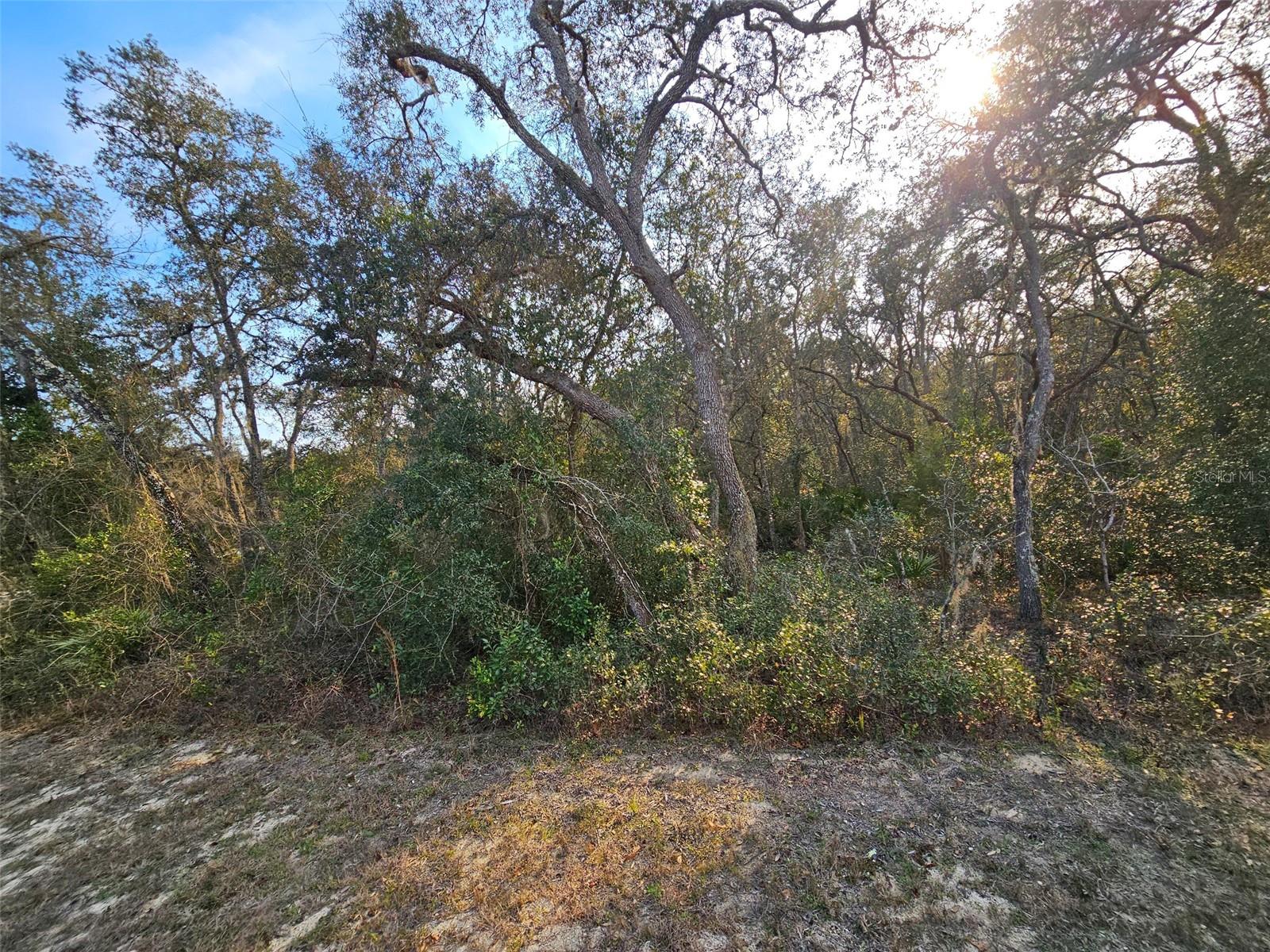 Image 9 of 16 For 34310 Manuel Street