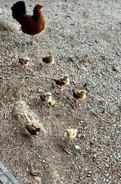 Image 48 of 48 For 1119 Simonton Street A1, A2, C1