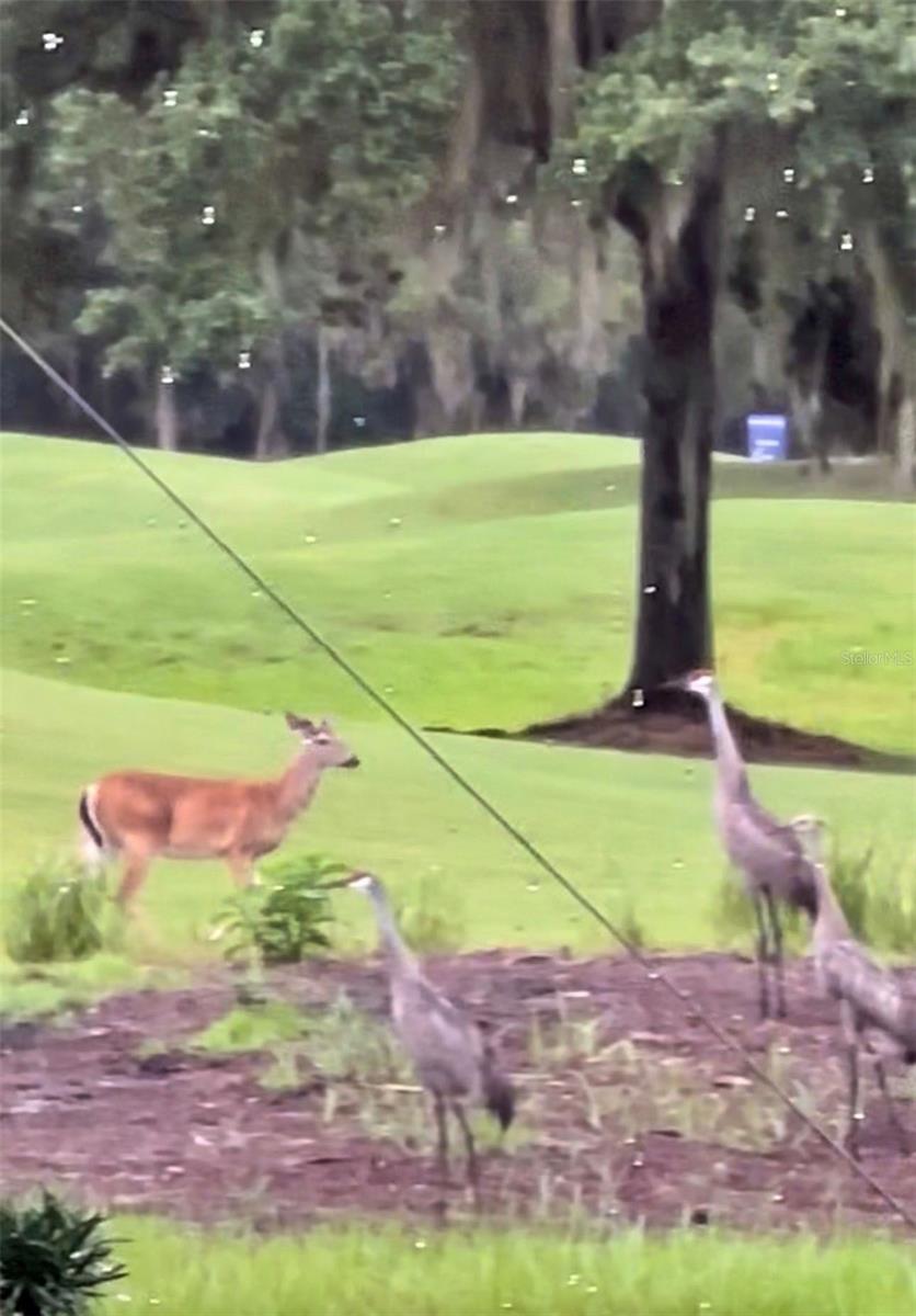 Image 60 of 100 For 19484 Forest Garden Court