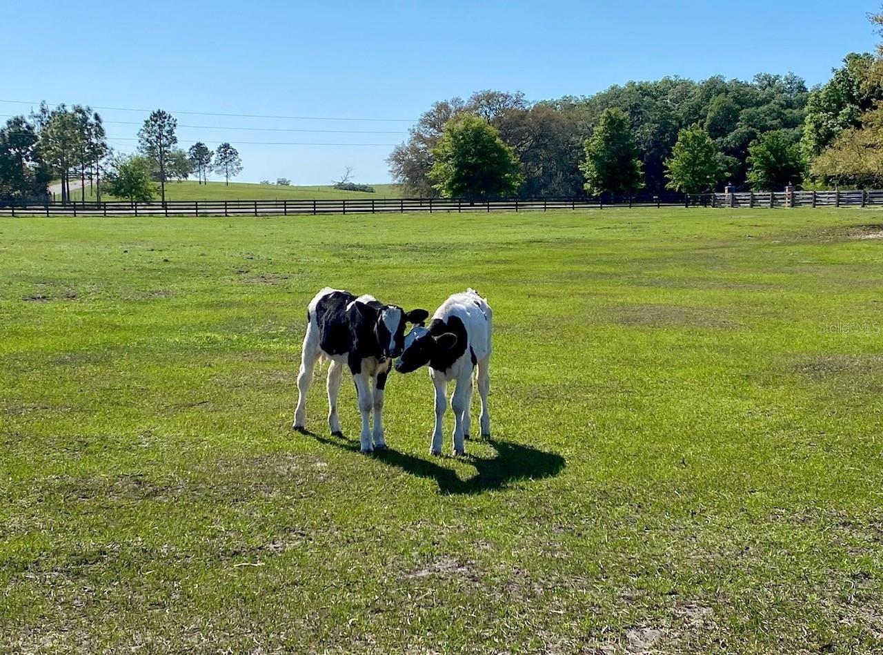 Image 34 of 69 For 20832 Hunter Hill Drive