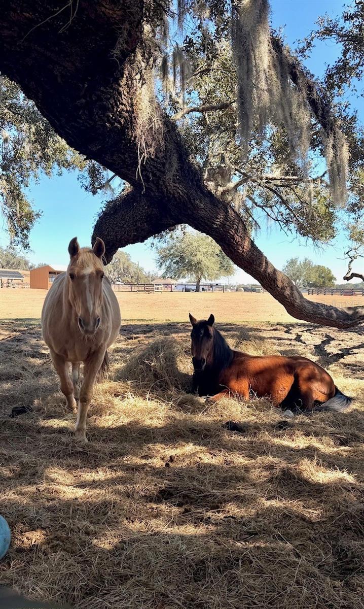 Image 57 of 69 For 20832 Hunter Hill Drive