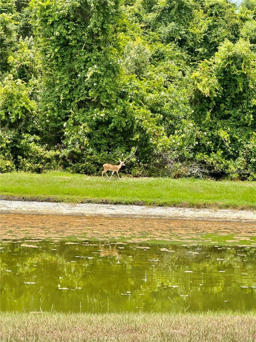 Image 69 of 82 For 9249 Edistro Place