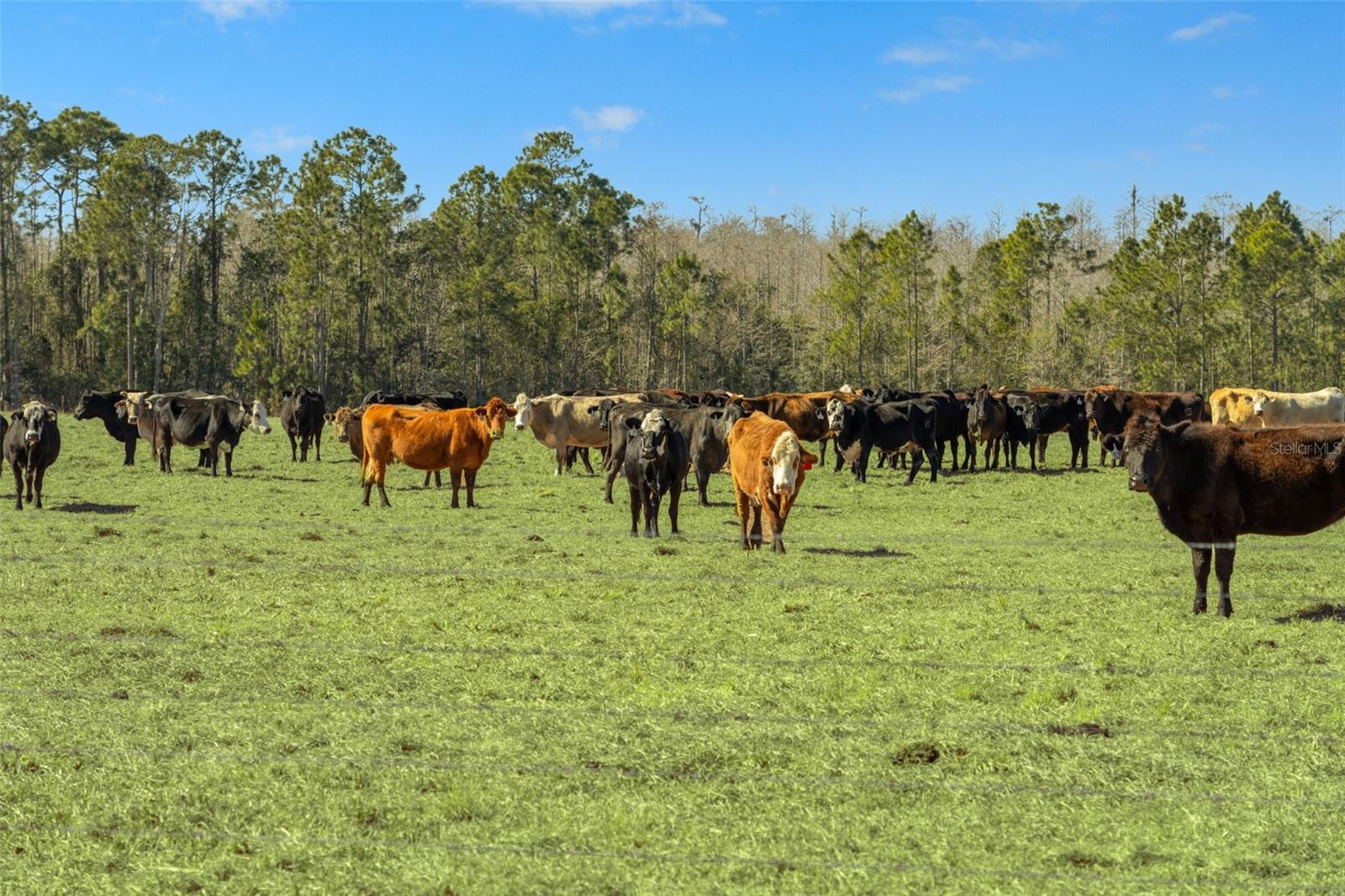 Listing photo id 17 for Lake Erie Road