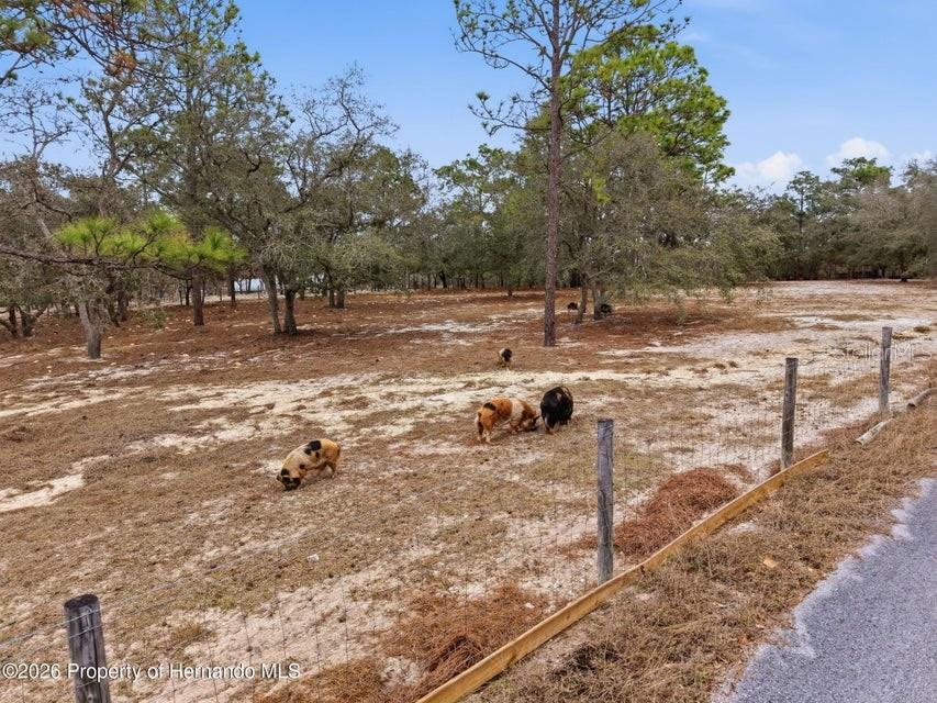 Listing photo id 59 for 12124 Squeeze Avenue