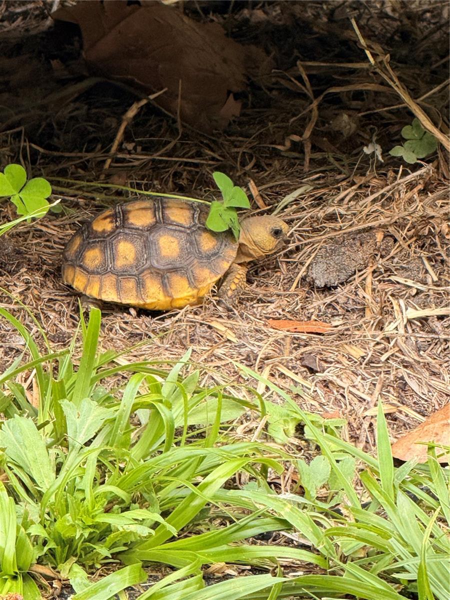 Image 17 of 19 For 1176 Buttonbush Dr