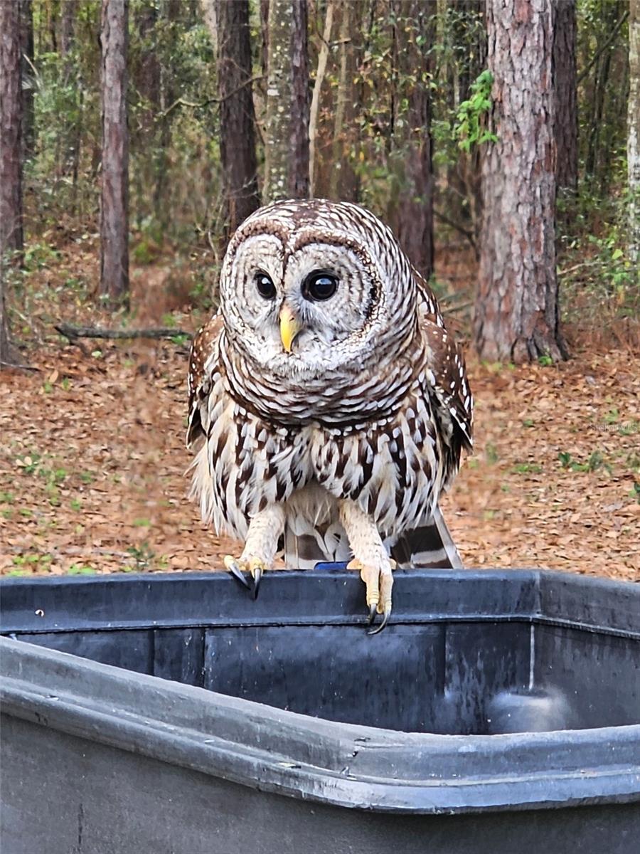 Image 19 of 19 For 1176 Buttonbush Dr