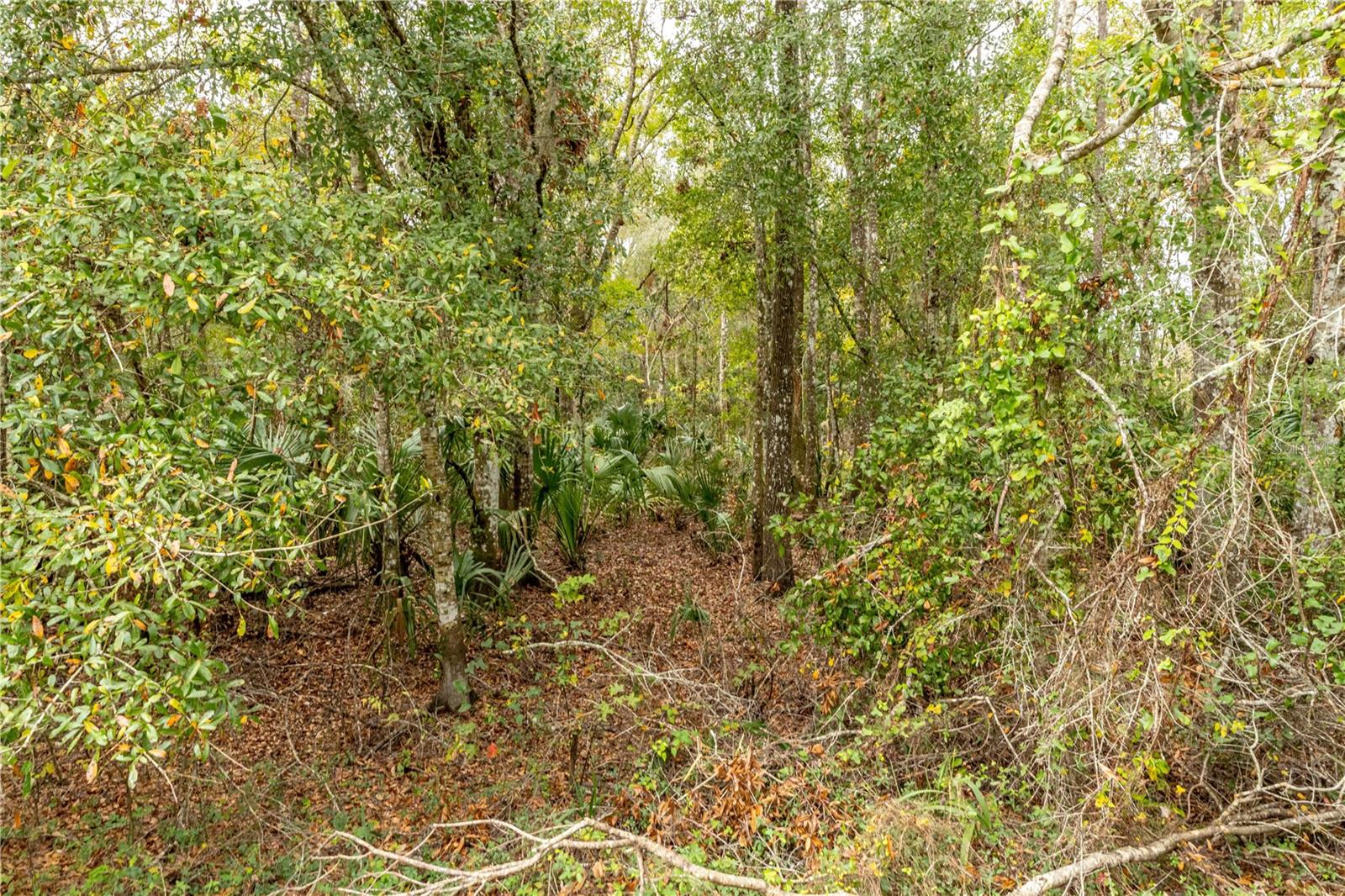 Image 10 of 12 For Lake Lindsey Tract 2 Road