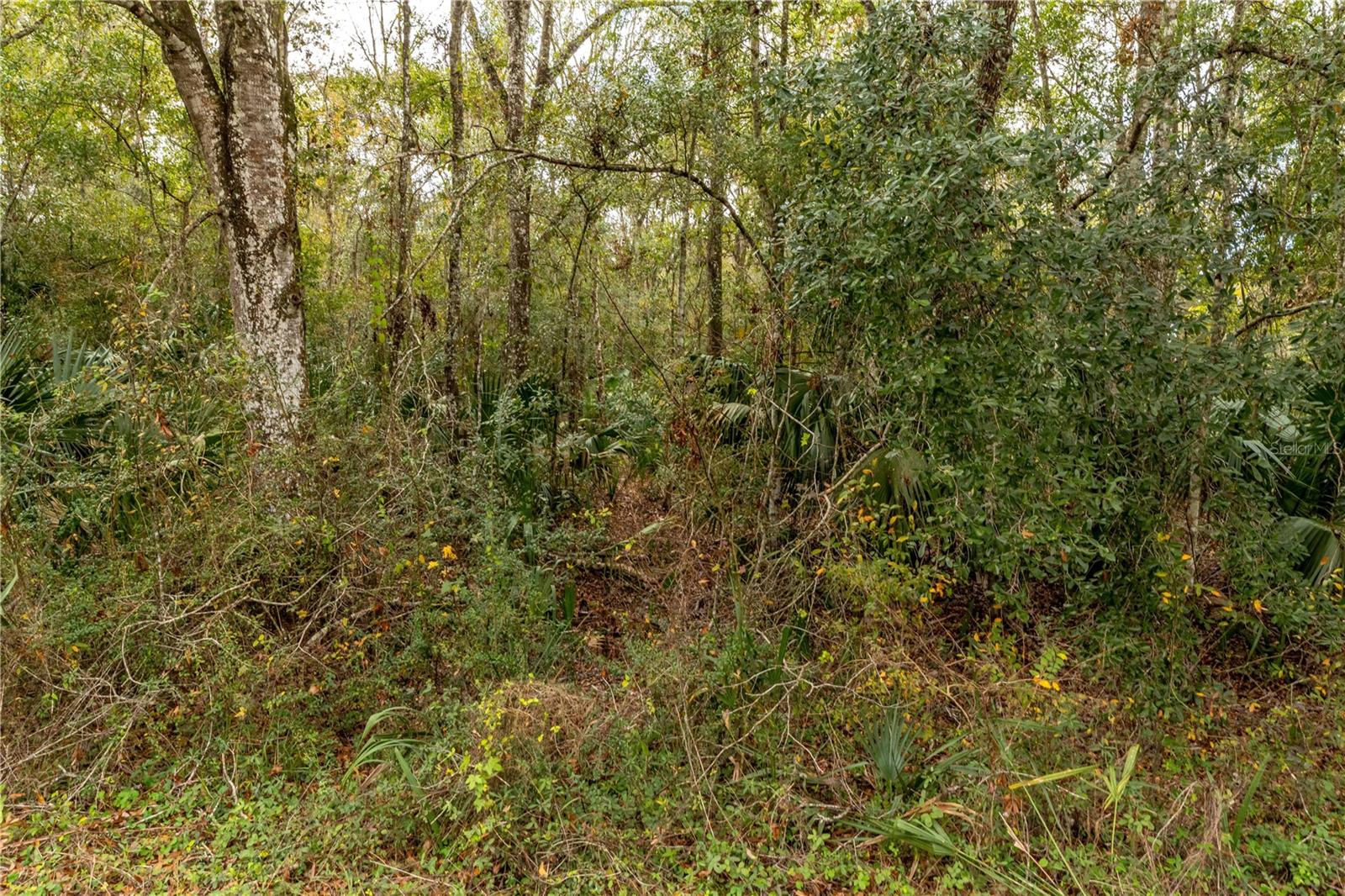 Image 5 of 12 For Lake Lindsey Tract 2 Road