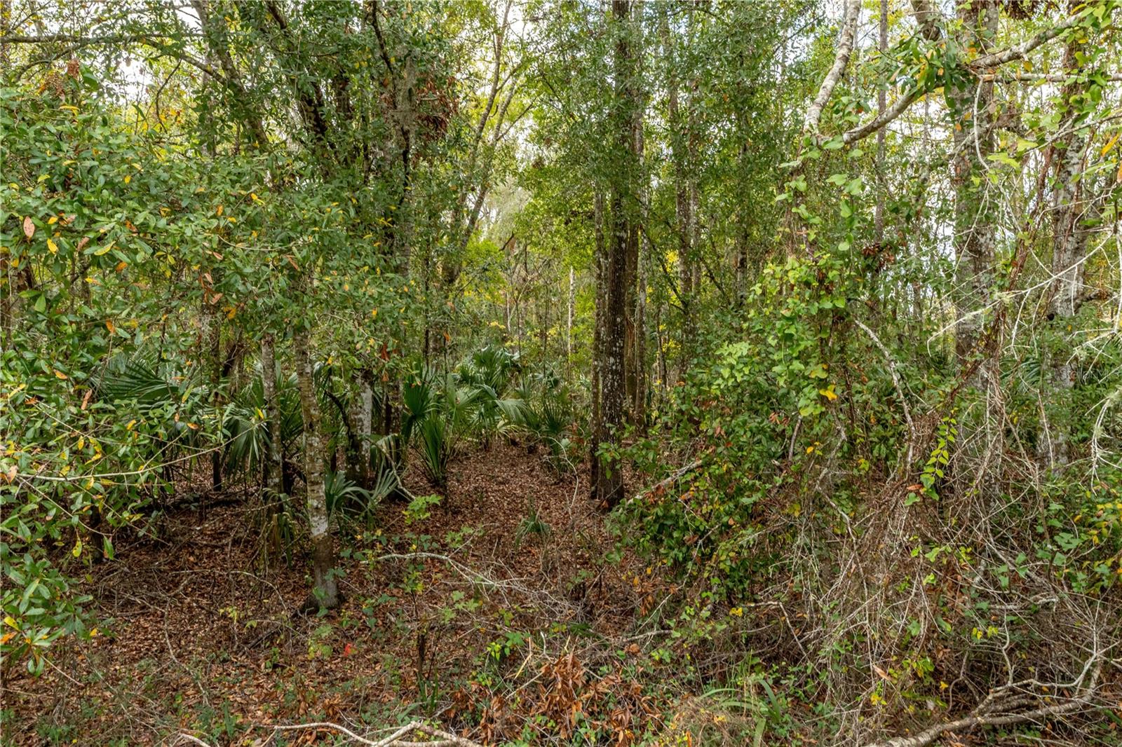 Image 6 of 12 For Lake Lindsey Tract 2 Road