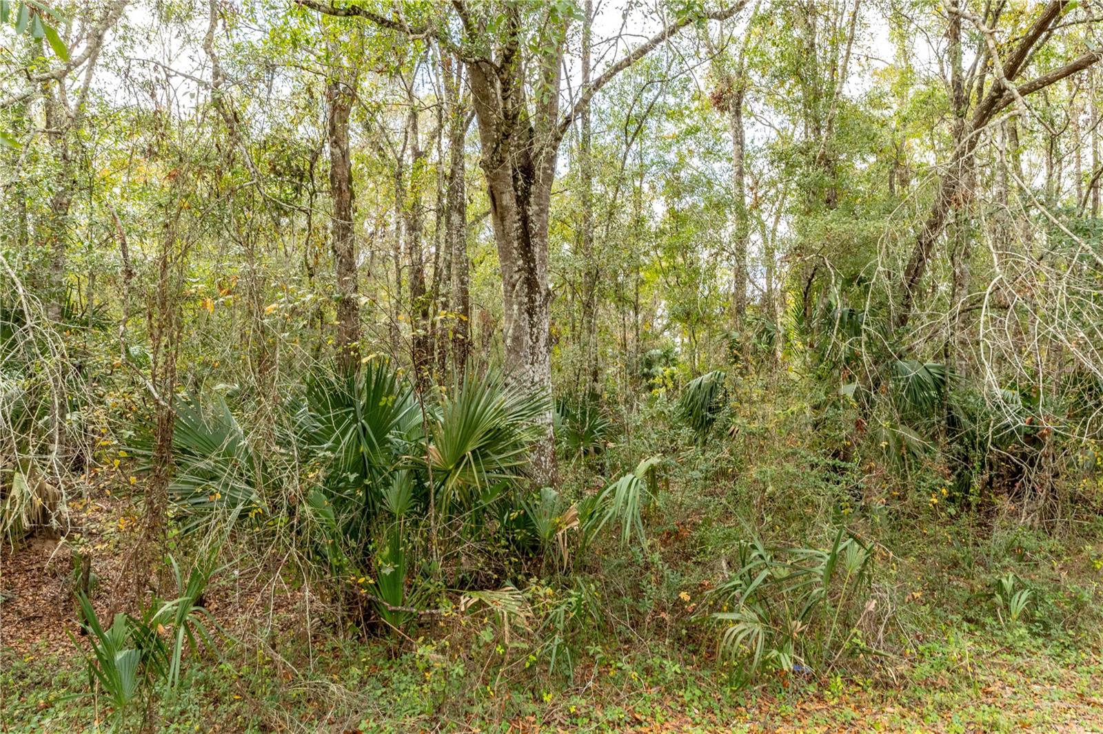 Image 7 of 12 For Lake Lindsey Tract 2 Road